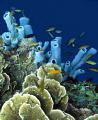  Brilliant Blue Sponge. Natural color sponge deeper depths 15 meters darker water contrast. Used Canon A650IS internal flash. Sponge". Sponge" contrast flash  